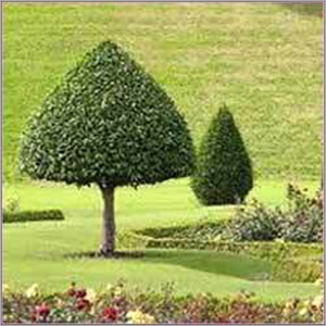 Garden Development Services Garden Development Services