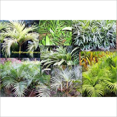 Palm Plants