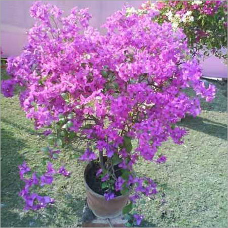 Perennial Plant