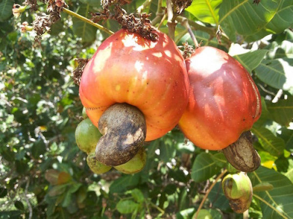 Imported Raw Cashew Material