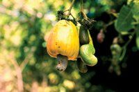 Imported Raw Cashew Material