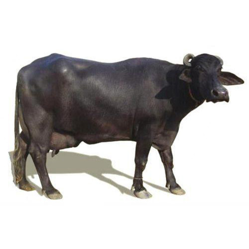 Desi Murrah Buffalo