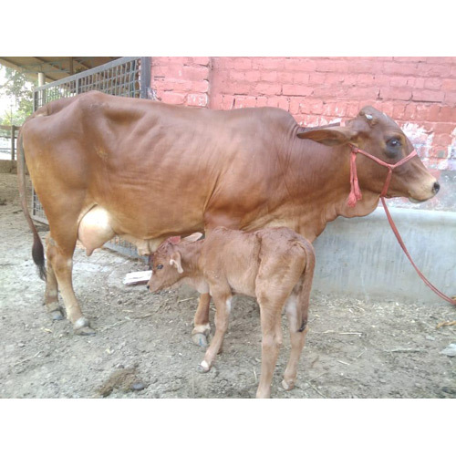 Pure Sahiwal Breed Cow