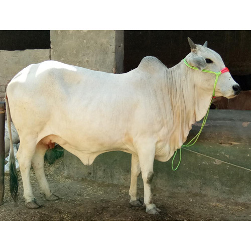 Cattle White Tharparkar Cow