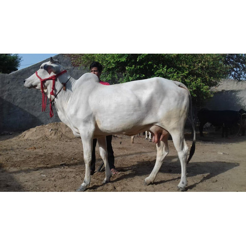 Pure Tharparkar Breed Cow