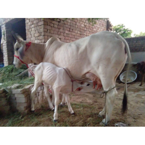 Dairy Tharparkar Cow