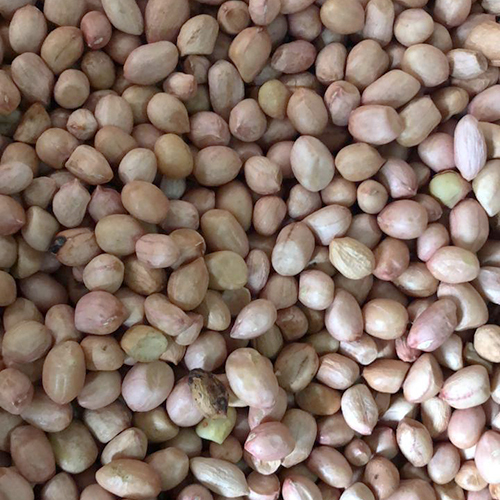 Fresh Groundnut Seeds