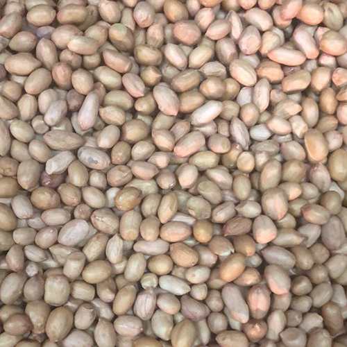 Fresh Groundnut