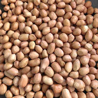 Dried Peanut Kernel