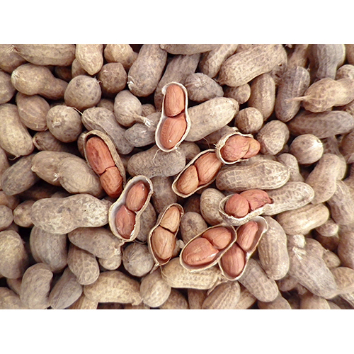 Raw Shelled Groundnut
