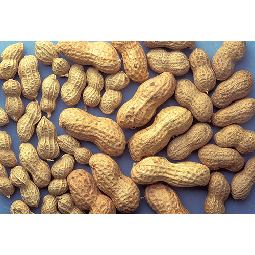 Dried Shelled Groundnut