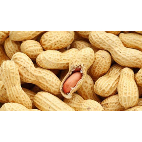 Shell Groundnut