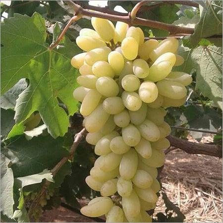 Green Grapes