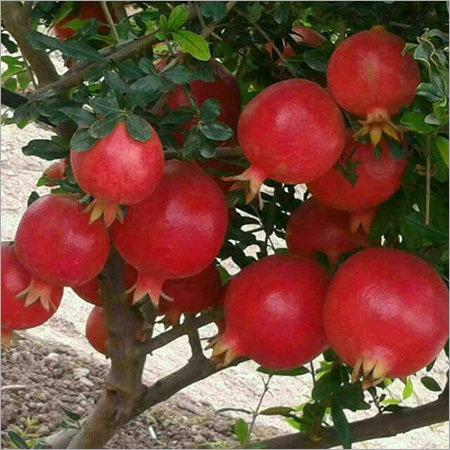 Pomegranate