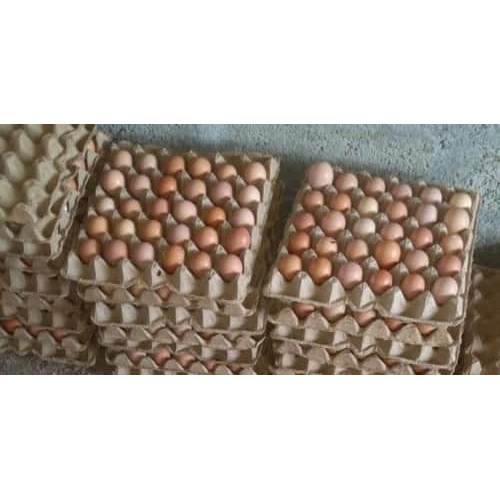 Fertile Hatching eggs By HINDUSTHAN POULTRY FARM