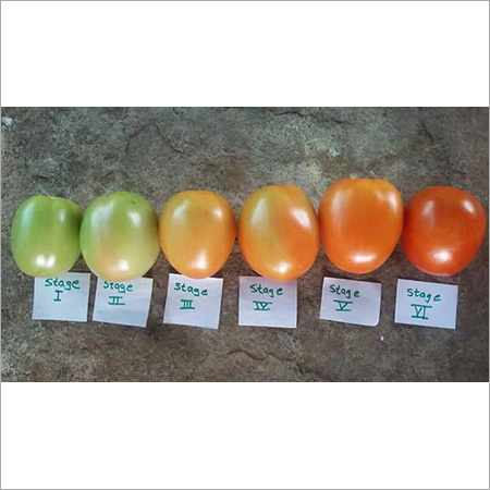 Fresh Tomatoes