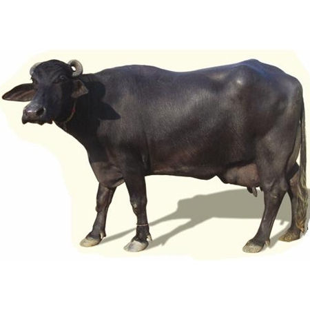 Black Murrah Buffalo