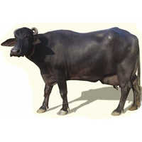 Black Murrah Buffalo