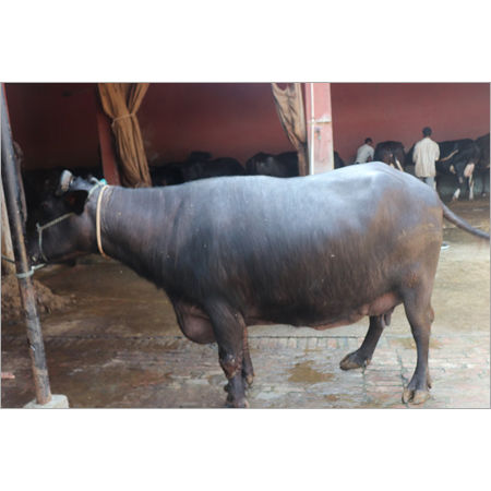 High Yield Murrah Buffalo