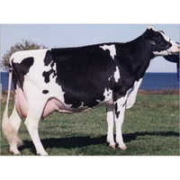 Jersey HF Cow