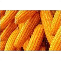 Maize