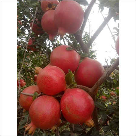 Pomegranate