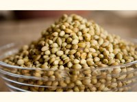 Coriander Seeds