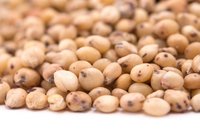 Sorghum Seeds