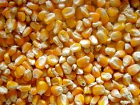 Yellow Corn Animal Feed
