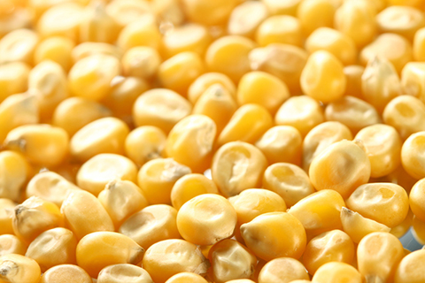 Yellow Corn Animal Feed