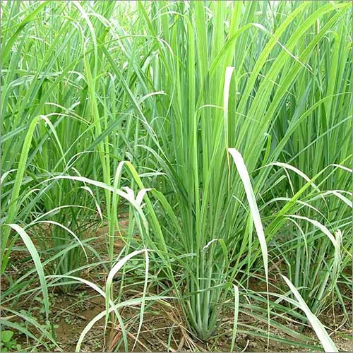 Lemon Grass By AMRITANJALI AYURVED (OPC) PRIVATE LIMITED