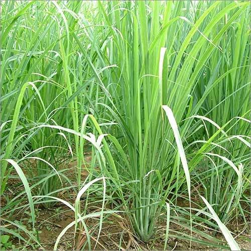 Lemon Grass