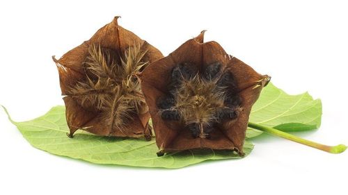 Abroma Augasta (Ulatkambal) Ingredients: Herbal Extract
