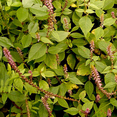 Achyranthes Aspera Ingredients: Herbal Extract