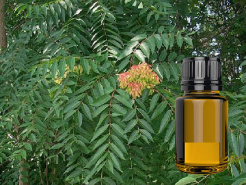 Ailanthus Excelsa Ingredients: Herbal Extract