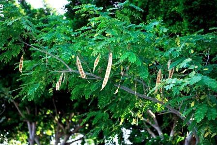 Albizzia Lebbeck (Shirisha) Ingredients: Herbal Extract