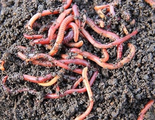 Earth Worm Application: Gardening