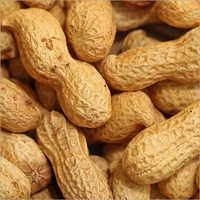 White Dried Peanuts