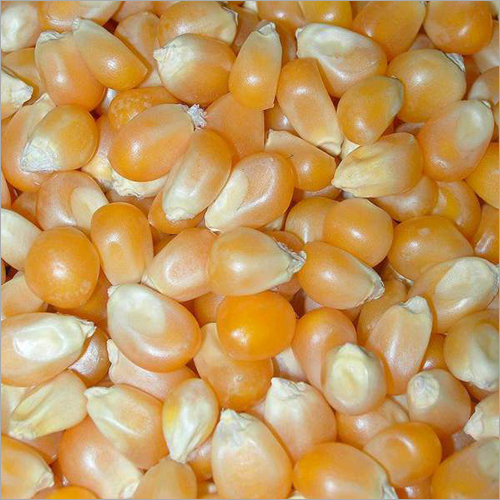Yellow Hybrid Maize Seed