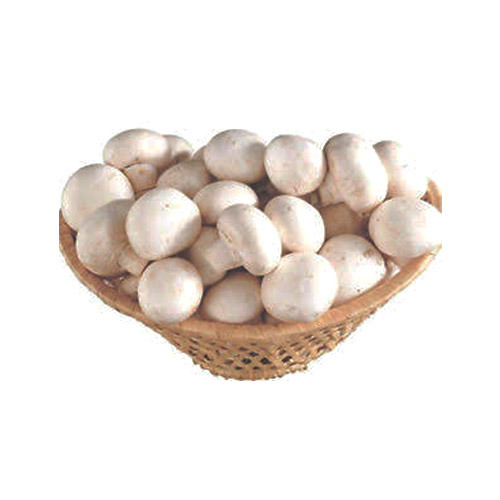 White Fresh Mushroom