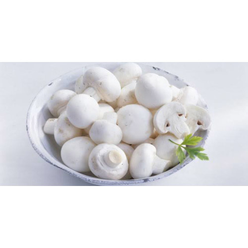 White Milky Mushroom