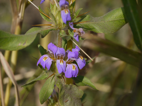 ऐस्टरकान्था लोंगिफोलिया