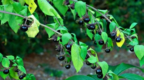 Atropa Belladonna Ingredients: Herbal Extract