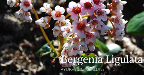 Bergenia Ligulata Ingredients: Herbal Extract