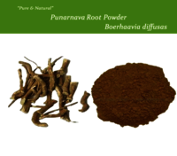 Boerhaavia Diffusa - Herbal Root Extract For All Age Groups | Aids Anemia Relief, Reduces Swelling, Combats Cough And Cold, Excellent Diuretic
