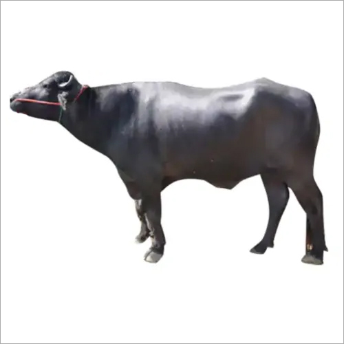 LIvestock Murrah Bull
