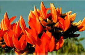 Butea Monosperma Ingredients: Herbal Extract