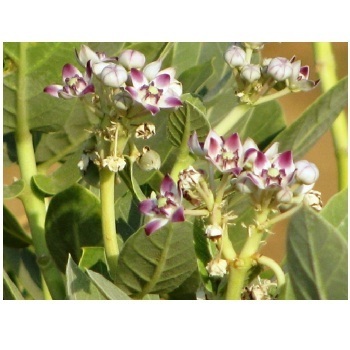 Calotropis Gigantea Ingredients: Herbal Extract