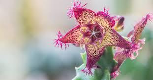 Caralluma Fimbriata Ingredients: Herbal Extract