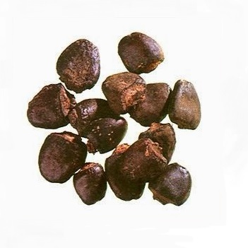 Semecarpus Anacardium Bhilava